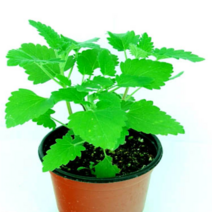 (F소망)캣닢 화분(소) 2개 고양이허브 캣잎