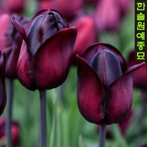 유럽 튤립 구근 - 로날도(1팩5개)