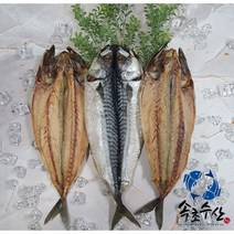 속초수산 반건조 고등어 중 대, 1마리, 300g이상