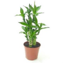 연화죽(소) 3촉식물 황금죽 실내공기정화식물