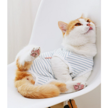 부투펫 고양이 환묘복 중성화수술 환자복 환견복 S M L 스트라이프, 촉감좋은 스트라이프