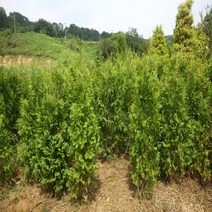 세종식물원 생울타리 나무 6종 특선 - 정원 조경 울타리 나무 묘목 화분, 미측백H1.2m(분달이)