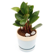 도토리 8종, 홍페페, 도토리 화이트