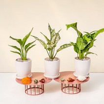 1+1 키우기 쉬운 실내 공기정화식물 선물용 반려식물 14종 도자기 바소 화분(+화분받침) 금전수 로즈마리 유칼립투스 율마 고무나무 몬스테라 산세베리아 스투키 파키라, 13_스투키, 14_파키라(목대3)