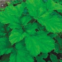 국산 적 어수리 식물 산 나물 씨앗 품종 종자 50립_ 167602EA+173Ud, 본상품선택