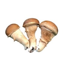 건강차만드는집 태경 티백차 모음 참송이솔향차 산조인대추차 새싹보리맥근차 엿기름차 귀리새싹차 호밀새싹차 화살나무차 레드비트차 병풀차 구아바차 바나바차 케모마일차 신선초차, 참송이 솔향 티백차2봉지