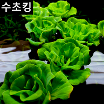수초킹 키우기 쉬운 초보수초 목련물배추 (부상수초), 1개