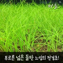[미초] 미니 헤어 재팬 (약 25 & 50뿌리) / 전경수초 / 초보자 수초 / 어항 수초, 약 50뿌리