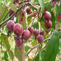 묘목 수양꽃사과 (분) W0328