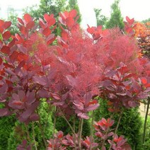 자엽안개나무/R3~4CM스탠드형/묘목/c0720