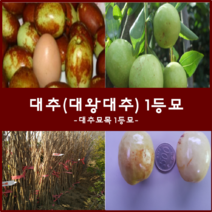 착한가격 나무생각 대추나무모음, 대왕대추(다왕조오)1등묘, 9999개