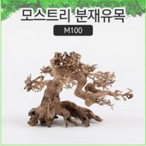 모스트리 분재유목 M100 어항꾸미기 베트남유목 수초어항