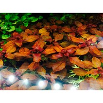 1+1 루드위지아 슈퍼레드 3촉 / 후경후초 / 수초어항 / 수초키우기