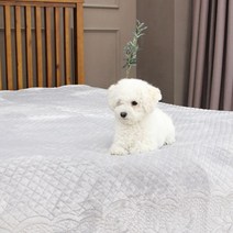 리앤데코 토레스 고퀄리티 포근한 극세사 러그 카페트160x210cm