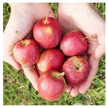 새콤달콤 한입 알프스오토메 영천미니사과 2kg, 영천미니사과_상2kg