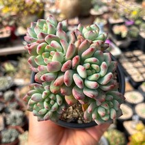 블루엘프 다육식물 묵은둥이 선별발송