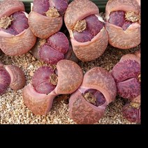 리톱스나라 Fred s Redhead 프레드레드헤드씨앗 5립, 1개