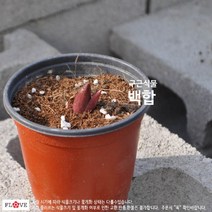백합, 흰색, 1개