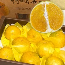 제주 황금향 선물세트 가정용 2kg 3kg 5kg, 3kg 15과전후(가정용)