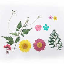 압화 압화꽃팩 JPS-1 마가렛꽃체험패키지 체험패키지, 블루