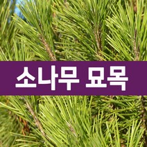 [나무의모든것] 소나무묘목(반송 적송) 판매, 적송(실생25cm), 1개