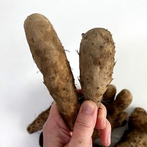 태산농장 꼬다마, 산마 한입 꼬다마 3kg
