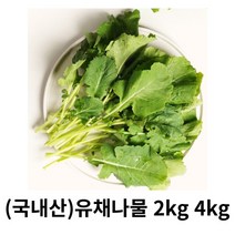 유채나물 1kg 2kg 4kg 국내산 산지직배송 생유채나물 동초나물 겨울초 삼동초 향긋한 달콤 쌉싸름 유채 장아찌 볶음 무침용, 1box, 3kg