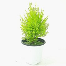 율마(중) 실내공기정화식물 공기청정식물 율마키우기, 쿠팡 본상품선택