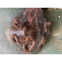 선주직영 서해안 문어 활 생물 제수용 국내산 피 돌 참, 1kg