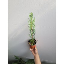 이테리 조경수 유럽조경수 이탈리안 사이프러스 노지월동 소품 15~30cm 45