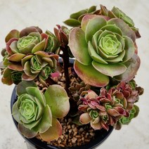다육(샐러드볼 철화)526(80)