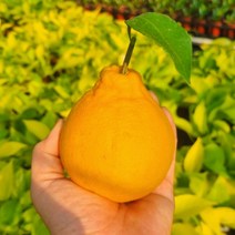 [노말테이블]제주도 서귀포 한라봉 가정용 선물용 선물세트, 가정용 10kg