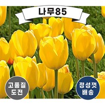 (나무85) 튤립 5종 시리즈, 4. 핑크 임프레션 (10개묶음)