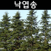 낙엽송 나무 묘목 H80cm내외 포트3개/정원/공원/조경수