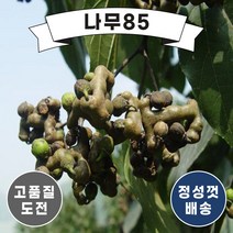 (나무85) 헛개나무 묘목, 헛개 실생2년 (5주묶음)