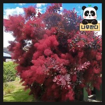 (나무판다) 자엽안개나무 로얄퍼플 묘목 시리즈, 5. 로얄퍼플 R4 분