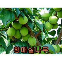 청매실 접1년특묘 1그루+ 대왕대추나무1그루 묶음 나무 묘목 사과나무