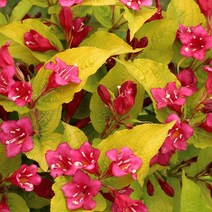 리서스원예 황금병꽃나무 병꽃나무 묘목 H0.3 전후, 황금병꽃, 1개