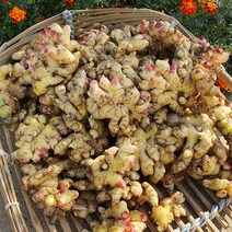 서산 흙생강 2kg or 3kg, 5kg, 1개