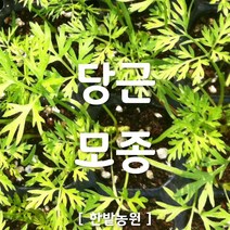 채소 모종 ~ 각종 묘종. 베란다 텃밭 세트 공기정화식물 허브 씨앗 채소모종 ~, H078 당근 모종 1개