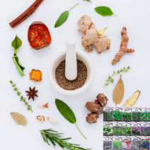 페퍼민트 타임 바질 카모마일 라벤다 루 챠빌 소렐 차이브 세이지 히숍 와일드 루꼴라 스테비아 허브 씨 씨앗 종자, 오레가노