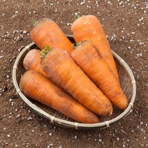 못난이 흙당근 햇당근 3kg 5kg 주스용 쥬스용 착즙 5키로, 흙당근 (왕) 5kg