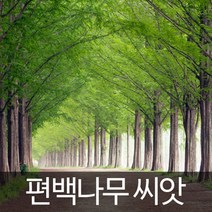 편백나무 씨앗 편백 종자 수목 씨 250~300알, 1개