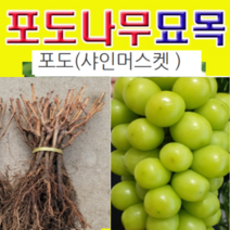 (D소망)청포도(샤인머스켓)묘목(삽목1년) 4그루