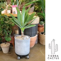 *티에라선인장* 서울 전지역 무료배송!! 공기정화식물 우아한 아가베 아테누아타, 1개