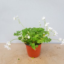 바닐라가든 분재사랑초 흰색30