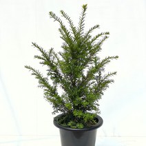 주목나무 눈주목 묘목 정원수 조경수 관상수 정원꾸미기, 주목나무 80cm 내외, 1개