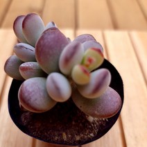 방울복랑 키우기 붉고 예쁜 다육15 랜덤, 단품, 1개