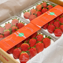 금실 딸기 고당도 1kg 500g 2팩 48구 딸기 선물세트 생딸기 스마트팜 산지직송 딸기맛집 제철딸기