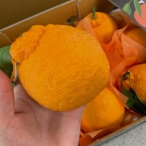 서귀포효돈 고당도하우스한라봉 중과 중대과 5kg
